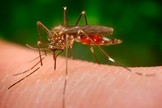 la-junta-confirma-que-la-meningoencefalitis-detectada-en-dos-pueblos-de-sevilla-esta-vinculada-a-la-fiebre-del-nilo,-transmitida-por-mosquitos
