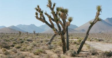 death-valley-(california)-registra-54,4-°c,-de-confirmarse-sera-el-record-de-temperatura-mas-alta-registrada-jamas-en-el-planeta