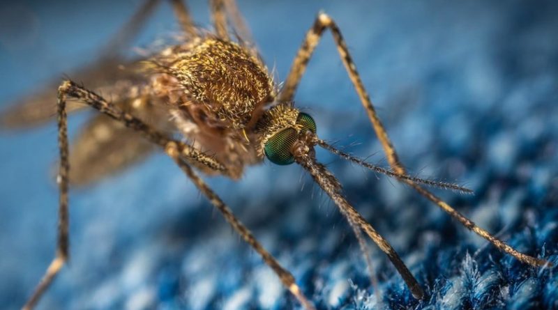 liberar-750-millones-de-mosquitos-modificados-geneticamente,-el-plan-de-florida-para-frenar-la-transmision-de-enfermedades