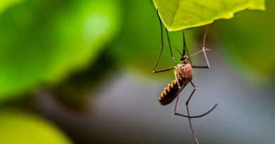 identifican-nuevos-patrones-de-transmision-de-la-malaria