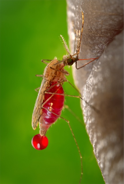 Identifican nuevos patrones de transmisión de la malaria
