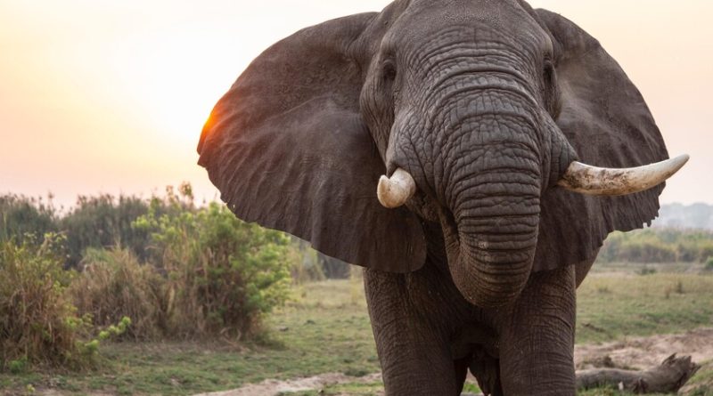 el-misterio-de-los-350-elefantes-muertos-en-botsuana-empieza-a-esclarecerse:-una-vez-descartado-todo,-toca-volver-a-lo-mas-basico,-al-agua
