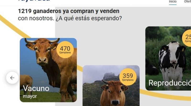 el-“ebay-de-las-vacas”-en-espana:-como-vaya-vaca-reinventa-las-subastas-y-la-compra-y-venta-de-ganado