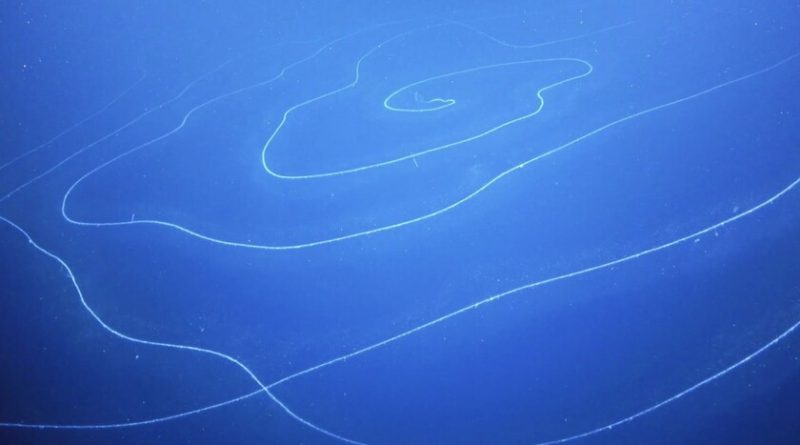 con-45-metros-este-sifonoforo-es-la-criatura-mas-larga-del-mundo,-superando-con-creces-a-la-ballena-azul
