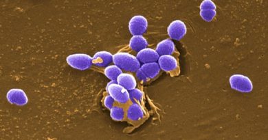 las-esporas-de-hongo-y-otros-microorganismos-son-candidatas-a-sobrevivir-en-la-superficie-de-marte,-segun-la-nasa