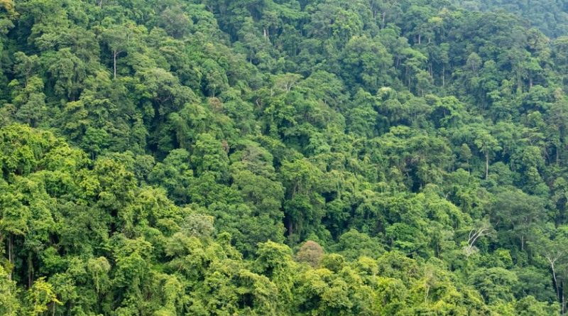 el-amazonas-se-vende-a-traves-de-facebook:-anuncios-ilegales-con-terrenos-para-deforestar-de-hasta-1.000-campos-de-futbol